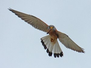 Lesser Kestrel - Falco naumanni © John Muddeman